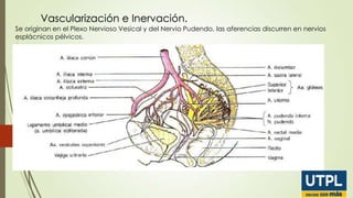 Vascularización e Inervación.
Se originan en el Plexo Nervioso Vesical y del Nervio Pudendo, las aferencias discurren en nervios
esplácnicos pélvicos.

 