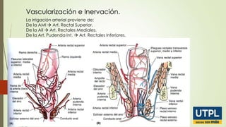 Vascularización e Inervación.
La irrigación arterial proviene de:
De la AMI  Art. Rectal Superior.
De la AII  Art. Rectales Mediales.
De la Art. Pudenda Int.  Art. Rectales Inferiores.

 