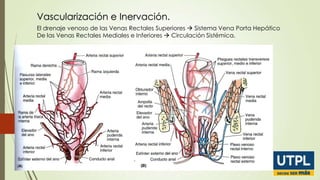 Vascularización e Inervación.
El drenaje venoso de las Venas Rectales Superiores  Sistema Vena Porta Hepático
De las Venas Rectales Mediales e Inferiores  Circulación Sistémica.

 