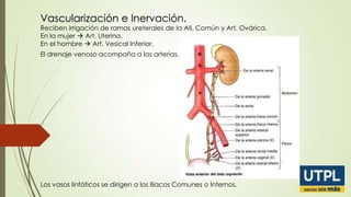 Vascularización e Inervación.

Reciben irrigación de ramas ureterales de la AII, Común y Art. Ovárica.
En la mujer  Art. Uterina.
En el hombre  Art. Vesical Inferior.
El drenaje venoso acompaña a las arterias.

Los vasos linfáticos se dirigen a los Iliacos Comunes o Internos.

 