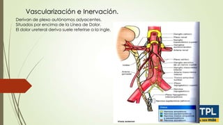 Vascularización e Inervación.
Derivan de plexo autónomos adyacentes.
Situados por encima de la Línea de Dolor.
El dolor ureteral deriva suele referirse a la ingle.

 
