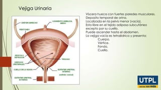 Vejiga Urinaria
Víscera hueca con fuertes paredes musculares.
Deposito temporal de orina.
Localizada en la pelvis menor (vacía).
Esta libre en el tejido adiposo subcutáneo
excepto por su cuello.
Puede ascender hasta el abdomen.
La vejiga vacía es tetraédrica y presenta:
Cuerpo.
Vértice.
Fondo.
Cuello.

 