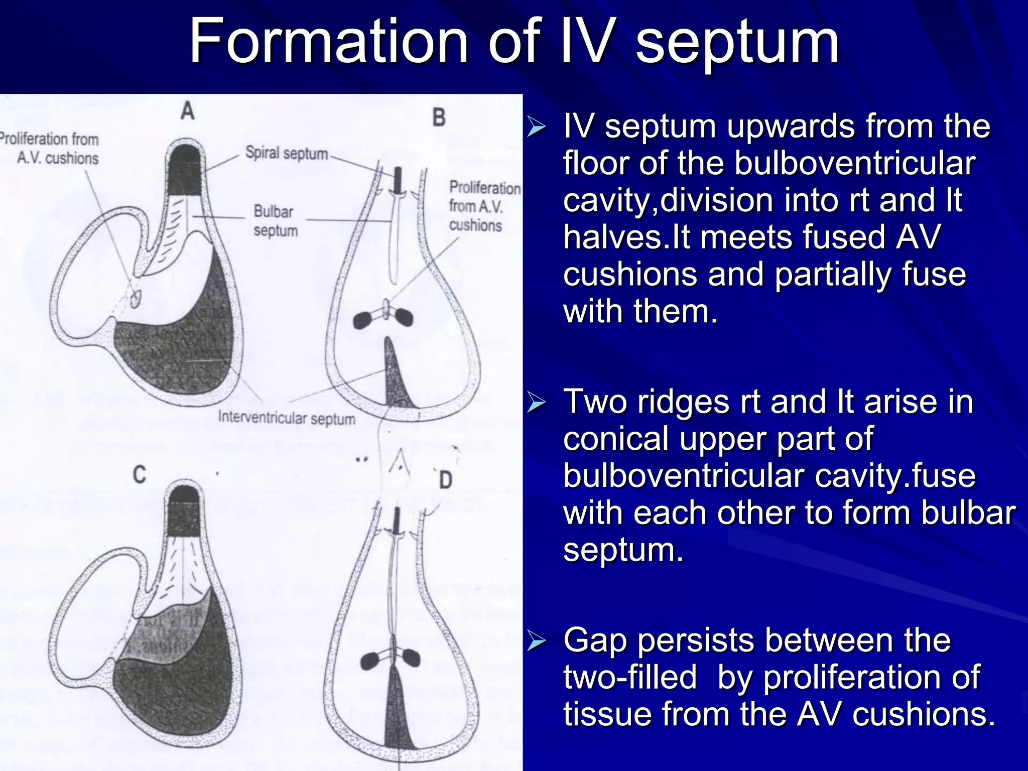 Formation of IV septum
 IV septum upwards from the

floor of the bulboventricular
cavity,division into rt and lt
halves.It meets fused AV
cushions and partially fuse
with them.
 Two ridges rt and lt arise in

conical upper part of
bulboventricular cavity.fuse
with each other to form bulbar
septum.
 Gap persists between the

two-filled by proliferation of
tissue from the AV cushions.

 