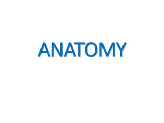 ANATOMY
 