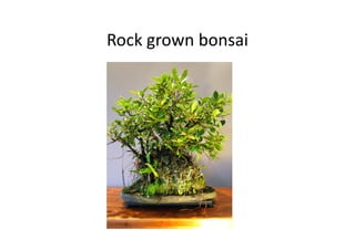 Rock grown bonsai
 