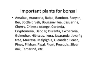 Important plants for bonsai
• Amaltas, Araucaria, Babul, Bamboo, Banyan,
Ber, Bottle brush, Bougainvillea, Casuarina,
Cherry, Chinese orange, Coranda,
Cryptomeria, Deodar, Duranta, Excoecaria,
Gulmohar, Hibiscus, Ixora, Jacaranda, Java figGulmohar, Hibiscus, Ixora, Jacaranda, Java fig
tree, Murraya, Malpighia, Oleander, Peach,
Pines, Pilkhan, Pipal, Plum, Prosopis, Silver
oak, Tamarind, etc.
 