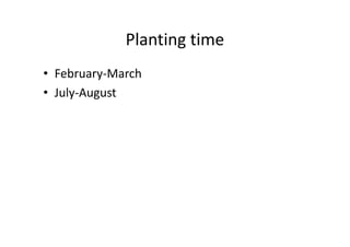 Planting time
• February-March
• July-August
 