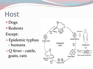 Host 
 Dogs 
Rodents 
Except: 
Epidemic typhus 
- humans 
Q fever - cattle, 
goats, cats 
 