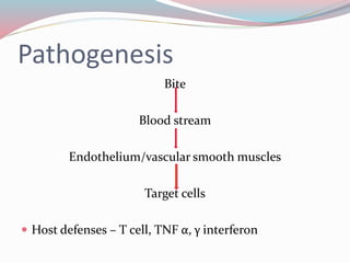 Pathogenesis 
Bite 
Blood stream 
Endothelium/vascular smooth muscles 
Target cells 
 Host defenses – T cell, TNF α, γ interferon 
 