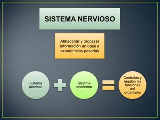 SISTEMA NERVIOSO
Almacenar y procesar
información en base a
experiencias pasadas
Sistema
nervioso
Sistema
endócrino
Controlan y
regulan las
funciones
del
organismo
 