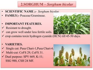 2.SORGHUM – Sorghum bicolar
• SCIENTIFIC NAME ;- Sorghum bicolor.
• FAMILY;- Poaceae/Gramineae.
• IMPORTANT FEATURES.
 Resistant to drought.
 can grow well under less fertile soils.
 crop contains toxin hydrogen cyanide (HCN) till 45-50 days.
• VARIETIES.
 Single cut: Pusa Chari-1,Pusa Chari-6,
 Multi-cut: CoFS 29, CoFS 31.
 Dual purpose: SPV 669, K-11;
SSG 988, CSH 24 MF.
 