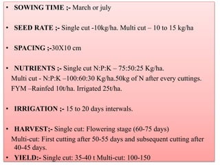 • SOWING TIME ;- March or july
• SEED RATE ;- Single cut -10kg/ha. Multi cut – 10 to 15 kg/ha
• SPACING ;-30X10 cm
• NUTRIENTS ;- Single cut N:P:K – 75:50:25 Kg/ha.
Multi cut - N:P:K –100:60:30 Kg/ha.50kg of N after every cuttings.
FYM –Rainfed 10t/ha. Irrigated 25t/ha.
• IRRIGATION ;- 15 to 20 days interwals.
• HARVEST;- Single cut: Flowering stage (60-75 days)
Multi-cut: First cutting after 50-55 days and subsequent cutting after
40-45 days.
• YIELD:- Single cut: 35-40 t Multi-cut: 100-150
 