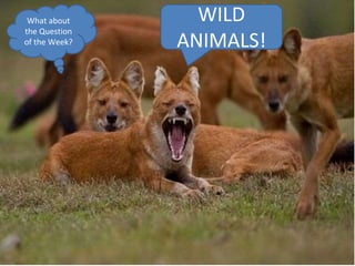 WILD
ANIMALS!
What about
the Question
of the Week?
 