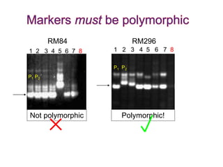 1 2 3 4 5 6 7 8 1 2 3 4 5 6 7 8
RM84 RM296
P1 P2
P1 P2
Not polymorphic Polymorphic!
 