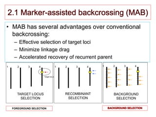 • MAB has several advantages over conventional
backcrossing:
– Effective selection of target loci
– Minimize linkage drag
– Accelerated recovery of recurrent parent
1 2 3 4
Target locus
1 2 3 4
RECOMBINANT
SELECTION
1 2 3 4
BACKGROUND
SELECTION
TARGET LOCUS
SELECTION
FOREGROUND SELECTION
 