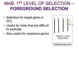 • Selection for target gene or
QTL
• Useful for traits that are difficult
to evaluate
• Also useful for recessive genes
1 2 3 4
Target locus
TARGET LOCUS
SELECTION
FOREGROUND SELECTION
 