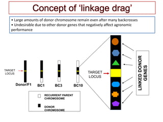 Donor/F1 BC1
c
BC3 BC10
TARGET
LOCUS
RECURRENT PARENT
CHROMOSOME
DONOR
CHROMOSOME
TARGET
LOCUS
LINKEDDONOR
GENES
• Large amounts of donor chromosome remain even after many backcrosses
• Undesirable due to other donor genes that negatively affect agronomic
performance
 