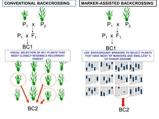 P1 x F1
P1 x P2
CONVENTIONAL BACKCROSSING
BC1
VISUAL SELECTION OF BC1 PLANTS THAT
MOST CLOSELY RESEMBLE RECURRENT
PARENT
BC2
MARKER-ASSISTED BACKCROSSING
P1 x F1
P1 x P2
BC1
USE ‘BACKGROUND’ MARKERS TO SELECT PLANTS
THAT HAVE MOST RP MARKERS AND SMALLEST %
OF DONOR GENOME
BC2
 
