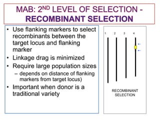 • Use flanking markers to select
recombinants between the
target locus and flanking
marker
• Linkage drag is minimized
• Require large population sizes
– depends on distance of flanking
markers from target locus)
• Important when donor is a
traditional variety
RECOMBINANT
SELECTION
1 2 3 4
 