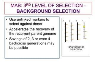 • Use unlinked markers to
select against donor
• Accelerates the recovery of
the recurrent parent genome
• Savings of 2, 3 or even 4
backcross generations may
be possible
1 2 3 4
BACKGROUND
SELECTION
 