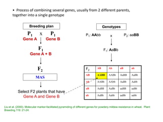 F2
F1
Gene A + B
P1
Gene A
x P1
Gene B
MAS
Select F2 plants that have
Gene A and Gene B
Genotypes
P1: AAbb P2: aaBB
F1: AaBb
F2
AB Ab aB ab
AB AABB AABb AaBB AaBb
Ab AABb AAbb AaBb Aabb
aB AaBB AaBb aaBB aaBb
ab AaBb Aabb aaBb aabb
• Process of combining several genes, usually from 2 different parents,
together into a single genotype
x
Breeding plan
Liu et al. (2000). Molecular marker-facilitated pyramiding of different genes for powdery mildew resistance in wheat. Plant
Breeding 119: 21-24.
 