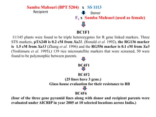 Samba Mahsuri (BPT 5204) x SS 1113
F1 x Samba Mahsuri (used as female)
BC1F1
11/145 plants were found to be triple heterozygotes for R gene linked markers. Three
STS markers, pTA248 is 0.2 cM from Xa21, (Ronald et al. 1992), the RG136 marker
is 1.5 cM from Xa13 (Zhang et al. 1996) and the RG556 marker is 0.1 cM from Xa5
(Yoshimura et al. 1995).) 139 rice microsatellite markers that were screened, 50 were
found to be polymorphic between parents.
BC4F1
BC4F2
(25 lines have 3 gene.)
Glass house evaluation for their resistance to BB
BC4F6
(four of the three gene pyramid lines along with donor and recipient parents were
evaluated under AICRIP in year 2005 at 10 selected locations across India.)
Recipient Donor
 