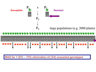 F2
P2
F1
P1 x
large populations (e.g. 2000 plants)
ResistantSusceptible
MAS for 1 QTL – 75% elimination of (3/4) unwanted genotypes
 