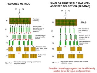 P1 x P2
F1
PEDIGREE METHOD
F2
F3
F4
F5
F6
F7
F8 – F12
Phenotypic
screening
Plants space-
planted in rows for
individual plant
selection
Families grown in
progeny rows for
selection.
Preliminary yield
trials. Select single
plants.
Further yield
trials
Multi-location testing, licensing, seed increase
and cultivar release
P1 x P2
F1
F2
F3
MAS
SINGLE-LARGE SCALE MARKER-
ASSISTED SELECTION (SLS-MAS)
F4
Families grown in
progeny rows for
selection.
Pedigree selection
based on local
needs
F6
F7
F5
F8 – F12
Multi-location testing, licensing, seed increase
and cultivar release
Only desirable F3
lines planted in
field
Benefits: breeding program can be efficiently
scaled down to focus on fewer lines
 