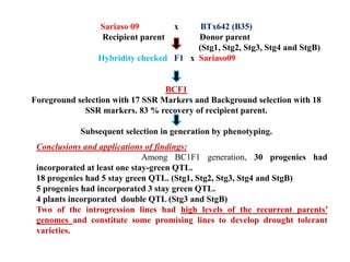 Sariaso 09 x BTx642 (B35)
Recipient parent Donor parent
(Stg1, Stg2, Stg3, Stg4 and StgB)
Hybridity checked F1 x Sariaso09
BCF1
Foreground selection with 17 SSR Markers and Background selection with 18
SSR markers. 83 % recovery of recipient parent.
Subsequent selection in generation by phenotyping.
Conclusions and applications of findings:
Among BC1F1 generation, 30 progenies had
incorporated at least one stay-green QTL.
18 progenies had 5 stay green QTL. (Stg1, Stg2, Stg3, Stg4 and StgB)
5 progenies had incorporated 3 stay green QTL.
4 plants incorporated double QTL (Stg3 and StgB)
Two of the introgression lines had high levels of the recurrent parents’
genomes and constitute some promising lines to develop drought tolerant
varieties.
 