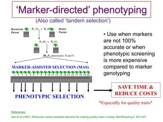 BC1F1 phenotypes: R and S
P1 (S) x P2 (R)
F1 (R) x P1 (S)
Recurrent
Parent
Donor
Parent
1 2 3 4 5 6 7 8 9 10 11 12 13 14 15 16 17 18 19 20 …
SAVE TIME &
REDUCE COSTS
*Especially for quality traits*
MARKER-ASSISTED SELECTION (MAS)
PHENOTYPIC SELECTION
(Also called ‘tandem selection’)
• Use when markers
are not 100%
accurate or when
phenotypic screening
is more expensive
compared to marker
genotyping
References:
Han et al (1997). Molecular marker-assisted selection for malting quality traits in barley. Mol Breeding 6: 427-437.
 