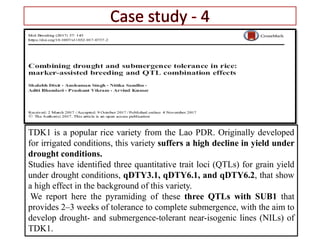 TDK1 is a popular rice variety from the Lao PDR. Originally developed
for irrigated conditions, this variety suffers a high decline in yield under
drought conditions.
Studies have identified three quantitative trait loci (QTLs) for grain yield
under drought conditions, qDTY3.1, qDTY6.1, and qDTY6.2, that show
a high effect in the background of this variety.
We report here the pyramiding of these three QTLs with SUB1 that
provides 2–3 weeks of tolerance to complete submergence, with the aim to
develop drought- and submergence-tolerant near-isogenic lines (NILs) of
TDK1.
 