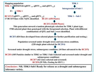 Mapping population TDK 1
TDK 1 x IR55419-04 (qDTY 3.1, qDTY 6.1 and qDTY 6.2)
Introgression of Sub 1
F1 x TDK 1
BC1F3:5 (qDTY 3.1, qDTY 6.1 and qDTY 6.2) x TDK 1 – Sub 1
17 BC1F5 lines with 3 QTL identified. BC2F1 (658 Plants)
BC2F2 (10,000 Plants)
This generation onward a tandem phenotypic selection for TDK 1 plant type.
5700 selected plant then genotyped with the foreground selection. Plant with different
combinations of QTL and Sub 1 were identified.
BC2F3 (834 lines developed from selected plants for further purification and testing.)
Population screened under drought stress and non stress condition.
(228 single plant selected for BC2F4)
Screened under drought stress, submergence condition. (44 lines advanced to the BC2F5)
BC2F6 (105 Panicles similar to TDK1 or TDK 1 Sub 1selected and screened under drought and
submergence condition)
BC2F7 (42 Lines selected and screened)
BC2F8 (29 NILs Testing for RYT. )
Conclusion : NIL TDK1-Sub1 Ready for release as a drought and submergence
tolerance variety.
 
