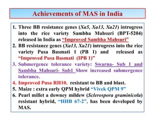 Achievements of MAS in India
1. Three BB resistance genes (Xa5, Xa13, Xa21) introgress
into the rice variety Sambha Mahsuri (BPT-5204)
released in India as “Improved Sambha Mahsuri”
2. BB resistance genes (Xa13, Xa21) introgress into the rice
variety Pusa Basmati 1 (PB 1) and released as
“Improved Pusa Basmati (IPB 1)”
3. Submergence tolerance variety: Swarna- Sub 1 and
Sambha Mahsuri- Sub1 Show increased submergence
tolerance.
4. Improved Pusa RH10. resistant to BB and blast.
5. Maize : extra early QPM hybrid “Vivek QPM 9”
6. Pearl millet a downey mildew (Sclerospora graminicola)
resistant hybrid, “HHB 67-2”, has been developed by
MAS.
 