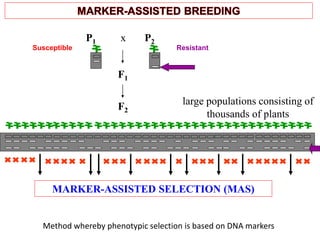 F2
P2
F1
P1 x
large populations consisting of
thousands of plants
ResistantSusceptible
MARKER-ASSISTED SELECTION (MAS)
Method whereby phenotypic selection is based on DNA markers
 