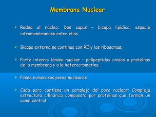 Membrana NuclearMembrana Nuclear
 Rodea al núcleo: Dos capas – bicapa lipídica, espacioRodea al núcleo: Dos capas – bicapa lipídica, espacio
intramembranoso entre ellas.intramembranoso entre ellas.
 Bicapa externa se continua con RE y los ribosomas.Bicapa externa se continua con RE y los ribosomas.
 Parte interna: lámina nuclear – polipeptidos unidos a proteínasParte interna: lámina nuclear – polipeptidos unidos a proteínas
de la membrana y a la heterocromatina.de la membrana y a la heterocromatina.
 Posee numerosos poros nuclearesPosee numerosos poros nucleares
 Cada poro contiene un complejo del poro nuclear: ComplejaCada poro contiene un complejo del poro nuclear: Compleja
estructura cilíndrica compuesta por proteínas que forman unestructura cilíndrica compuesta por proteínas que forman un
canal centralcanal central
 