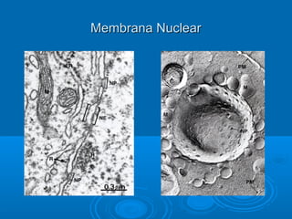 Membrana NuclearMembrana Nuclear
 