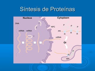 Síntesis de ProteínasSíntesis de Proteínas
 