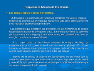 Propiedades básicas de las célulasPropiedades básicas de las células..
 Las células captan y consumen energía.Las células captan y consumen energía.
-El desarrollo y la operación de funciones complejas requiere el ingreso-El desarrollo y la operación de funciones complejas requiere el ingreso
continuo de energía. La energía que requiere la vida en el planeta provienecontinuo de energía. La energía que requiere la vida en el planeta proviene
de la radiación electromagnética del sol.de la radiación electromagnética del sol.
-Los pigmentos que absorben luz presentes en las membranas de células-Los pigmentos que absorben luz presentes en las membranas de células
fotosintéticas atrapan la energía de la luz.. La energía lumínica se conviertefotosintéticas atrapan la energía de la luz.. La energía lumínica se convierte
por fotosíntesis en energía química almacenada en carbohidratos ricos enpor fotosíntesis en energía química almacenada en carbohidratos ricos en
energía como la sucrosa o el almidón.energía como la sucrosa o el almidón.
-A la mayor parte de las células animales la energía les llega ya-A la mayor parte de las células animales la energía les llega ya
empaquetada, por lo general en forma de azúcar glucosa. En el serempaquetada, por lo general en forma de azúcar glucosa. En el ser
humano, el hígado libera glucosa a la sangre, ésta circula a través delhumano, el hígado libera glucosa a la sangre, ésta circula a través del
cuerpo suministrando energía química a todas las células.cuerpo suministrando energía química a todas las células.
-Dentro de la célula, la glucosa se descompone en tal forma que su-Dentro de la célula, la glucosa se descompone en tal forma que su
contenido energético se puede almacenar en forma rápidamente disponiblecontenido energético se puede almacenar en forma rápidamente disponible
(como ATP), que posteriormente se emplea para múltiples actividades que(como ATP), que posteriormente se emplea para múltiples actividades que
requieren energía dentro de la célula.requieren energía dentro de la célula.
 