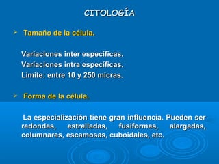 CITOLOGÍACITOLOGÍA
 Tamaño de la célula.Tamaño de la célula.
Variaciones inter específicas.Variaciones inter específicas.
Variaciones intra específicas.Variaciones intra específicas.
Límite: entre 10 y 250 micras.Límite: entre 10 y 250 micras.
 Forma de la célula.Forma de la célula.
La especialización tiene gran influencia. Pueden serLa especialización tiene gran influencia. Pueden ser
redondas, estrelladas, fusiformes, alargadas,redondas, estrelladas, fusiformes, alargadas,
columnares, escamosas, cuboidales, etc.columnares, escamosas, cuboidales, etc.
 