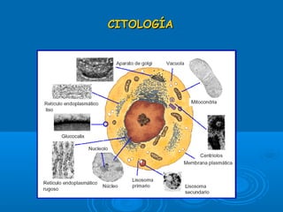 CITOLOGÍACITOLOGÍA
 