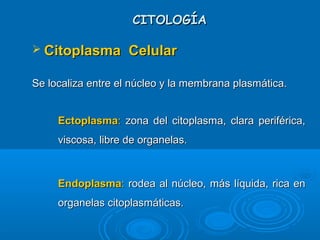 CITOLOGÍACITOLOGÍA
 Citoplasma CelularCitoplasma Celular
Se localiza entre el núcleo y la membrana plasmática.Se localiza entre el núcleo y la membrana plasmática.
­
EctoplasmaEctoplasma:: zona del citoplasma, clara periférica,zona del citoplasma, clara periférica,
viscosa, libre de organelas.viscosa, libre de organelas.
­
EndoplasmaEndoplasma:: rodea al núcleo, más líquida, rica enrodea al núcleo, más líquida, rica en
organelas citoplasmáticas.organelas citoplasmáticas.
 
