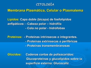 CITOLOGÍACITOLOGÍA
 Membrana Plasmática, Celular o PlasmalemaMembrana Plasmática, Celular o Plasmalema
Lípidos:Lípidos: Capa doble (bicapa) de fosfolípidosCapa doble (bicapa) de fosfolípidos
anfipáticos: - Cabeza polar – hidrófilaanfipáticos: - Cabeza polar – hidrófila
- Cola no polar - hidrófobas- Cola no polar - hidrófobas
Proteínas:Proteínas: - Proteínas intrínsecas o integrantes.- Proteínas intrínsecas o integrantes.
- Proteínas extrínsecas o periféricas- Proteínas extrínsecas o periféricas
- Proteínas transmembranosas- Proteínas transmembranosas
Glúcidos:Glúcidos: Cadenas cortas de polisacaridos:Cadenas cortas de polisacaridos:
Glucoproteínas y glucolípidos sobre laGlucoproteínas y glucolípidos sobre la
superficie externa: Glucocalizsuperficie externa: Glucocaliz
 