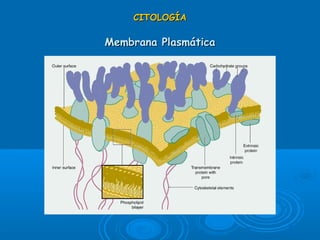 CITOLOGÍACITOLOGÍA
Membrana PlasmáticaMembrana Plasmática
 