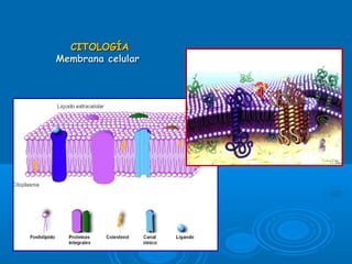 CITOLOGÍACITOLOGÍA
Membrana celularMembrana celular
 