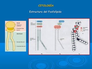CITOLOGÍACITOLOGÍA
Estructura del FosfolípidoEstructura del Fosfolípido
 