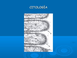 CITOLOGÍACITOLOGÍA
 