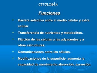 CITOLOGÍACITOLOGÍA
FuncionesFunciones

Barrera selectiva entre el medio celular y extraBarrera selectiva entre el medio celular y extra
celular.celular.

Transferencia de nutrientes y metabolitos.Transferencia de nutrientes y metabolitos.

Fijación de las células a las adyacentes y aFijación de las células a las adyacentes y a
otras estructuras.otras estructuras.

Comunicaciones entre las células.Comunicaciones entre las células.

Modificaciones de la superficie, aumenta laModificaciones de la superficie, aumenta la
capacidad de movimiento absorción, excrecióncapacidad de movimiento absorción, excreción
 