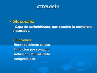 CITOLOGÍACITOLOGÍA
 GlucocalizGlucocaliz
- Capa de carbohidratos que recubre la membrana- Capa de carbohidratos que recubre la membrana
plasmática.plasmática.
-- Funciones:Funciones:
Reconocimiento celular.Reconocimiento celular.
Inhibición por contacto.Inhibición por contacto.
Adhesión Célula-Célula.Adhesión Célula-Célula.
Antigenicidad.Antigenicidad.
 