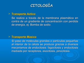 CITOLOGÍACITOLOGÍA
 Transporte ActivoTransporte Activo
Se realiza a través de la membrana plasmática enSe realiza a través de la membrana plasmática en
contra de un gradiente de concentración con perdidacontra de un gradiente de concentración con perdida
de energía, ej: Bomba de sodio.de energía, ej: Bomba de sodio.
 Transporte MasivoTransporte Masivo
El paso de moléculas grandes o partículas pequeñasEl paso de moléculas grandes o partículas pequeñas
al interior de la célula se produce gracias a diversosal interior de la célula se produce gracias a diversos
mecanismos de endocitosis: fagocitosis y endocitosismecanismos de endocitosis: fagocitosis y endocitosis
mediada por receptores, exocitosis, pinocitosis.mediada por receptores, exocitosis, pinocitosis.
 