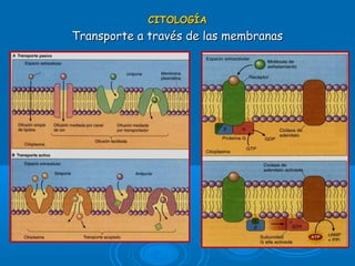 CITOLOGÍACITOLOGÍA
Transporte a través de las membranasTransporte a través de las membranas
 